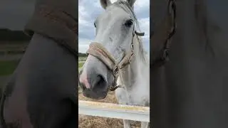 Породистые 🐎