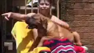 Boerboels and Children