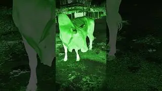 The horror scene #shorts #ytshorts #youtubeshorts #bhoot #ghost #horror #realhorror #horrormovie