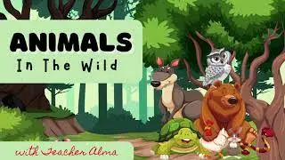 Animals in the Wild | Titser Alma | Teacher Alma