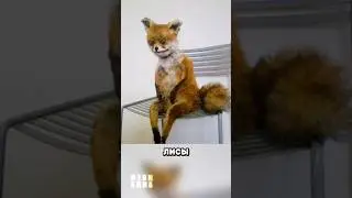Stoned fox