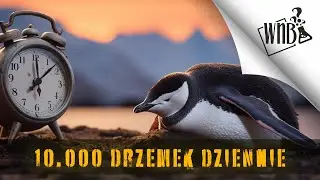 Te pingwiny śpią 10.000 razy na dobę