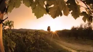 Legacy of the Vines Series Book Trailer