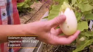 Eggplants are Berries?! Check out this Japanese White Eggplant