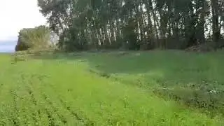Лесополосу  ветром сдуло.