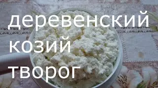 Творог из козьего молока. Самый простой способ.