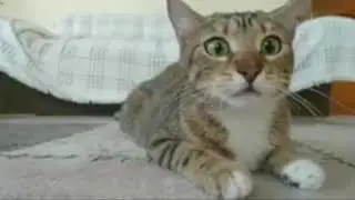 Милые и смешные коты и кошки!