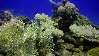 Gotta Abu Ramada, South diving site