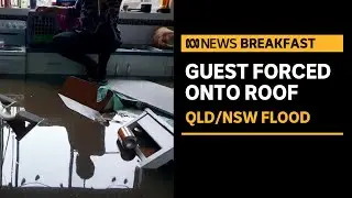 Guest runs off mid-interview to seek safety on roof in Lismore flood | ABC News