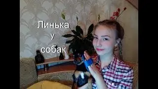ЛИНЬКА У СОБАК/Болезнь?/Уход за шерстью ВО ВРЕМЯ ЛИНЬКИ./Той-терьер Тайсон.