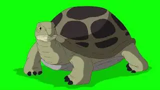 Turtle Green Screen