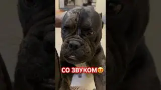 Милейшие щенки от этого карапуза🤗 