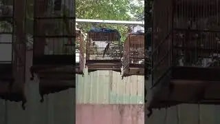 Chào mào đinh tê hót ché xoè cực đẹp
