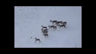 Подсчет северных оленей на Ямале