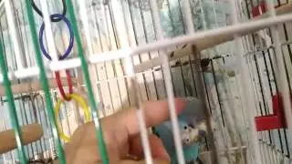 Глажу волнистого попугайчика