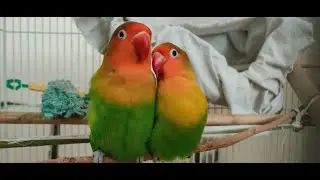 Funny Pets Videos | Love Bird Stories | Why did my cute bird run!!!!