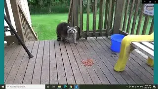 Raccoons in the Day 10 June 2021