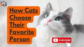 How Cats Choose Their Favorite Person | Cats Choose Their Human Companions | MUST WATCH! 😻😻😻