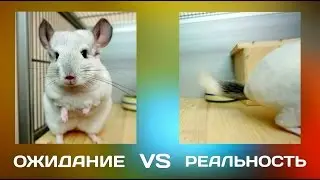 ШИНШИЛЛА ОЖИДАНИЕ VS РЕАЛЬНОСТЬ
