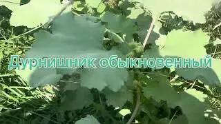 Common Cocklebur or Rough Cocklebur! *MEDICINAL HERBS SECTION*