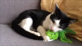 Feather Bunnyz Meet Alfie & Charlie