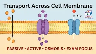 Transport Mechanisms Across the Cell Membrane | Full Biology Lecture