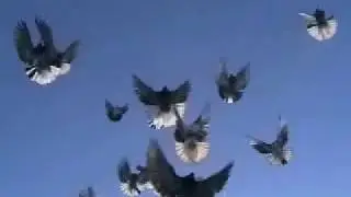 николаевские торцовые