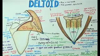 Deltoid Muscle | Anatomy | Origin | Insertion | clinical anatomy