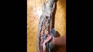 BISC 316 MUDPUPPY DIGESTIVE SYSTEM(1)