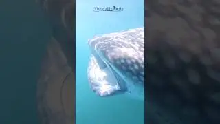 A whale shark I filmed a couple days ago in the Sea of Cortez. Stay tuned for more!