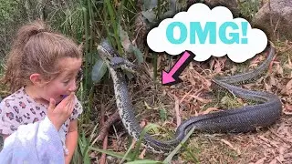 HUGE, ANGRY SNAKE (python) AND MYSTERY BOX IN THE BUSH!