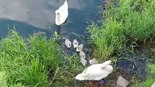 Schwanenfamilie,  Schloss Oranienburg,  2022