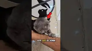 He Got Revenge on His Owner! 😈🐱