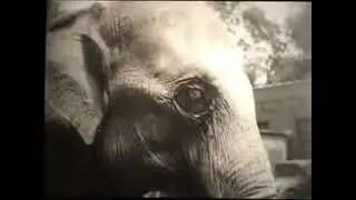 Back in time at the Belle Isle Zoo: Sheba the elephant, snow leopards, sea lions