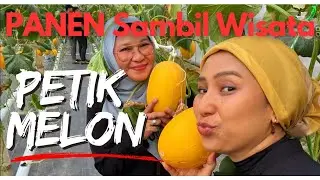Panen kebon melon
