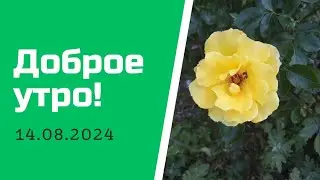 Доброе утро! 14.08.2024