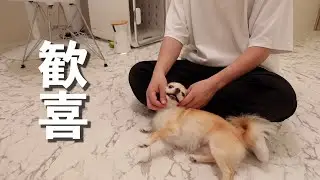 愛犬とちょっといいことあったら特別な日を過ごしたい