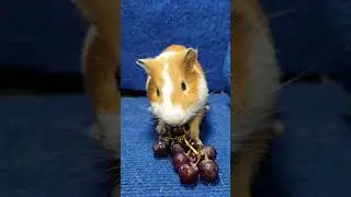 Can Guinea Pigs Eat Grapes?