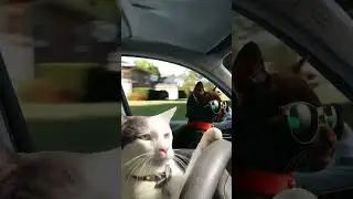 Funny mouse and cats 