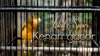 kenari lokal super ngeroll