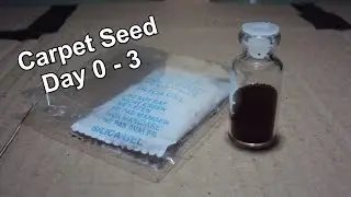 Planting Carpet Seed (Day 0 - 3)
