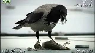 Аудиокнига 
