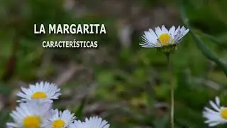 Margarita: Características y curiosidades
