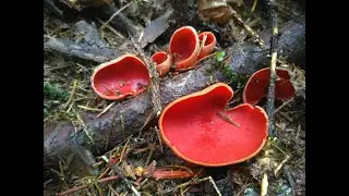 Opening of the 2021 mushroom season. Sarcoscypha. The first spring mushrooms.