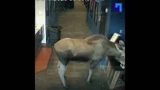 На Аляске лось заглянул в кинотеатр ради попкорна