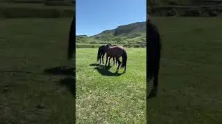 Горные лошади в своей естественной среде. 