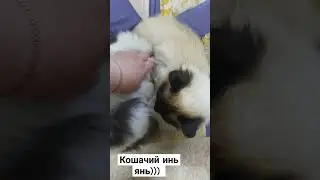кошачий инь янь 😆 #коты #catshorts