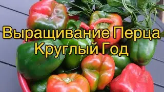 Как Выращивать Перец Много Лет Подряд В Холодном Климате!