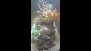 Reef Life 7
