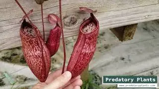Nepenthes Prince of Battle - New hybrid!